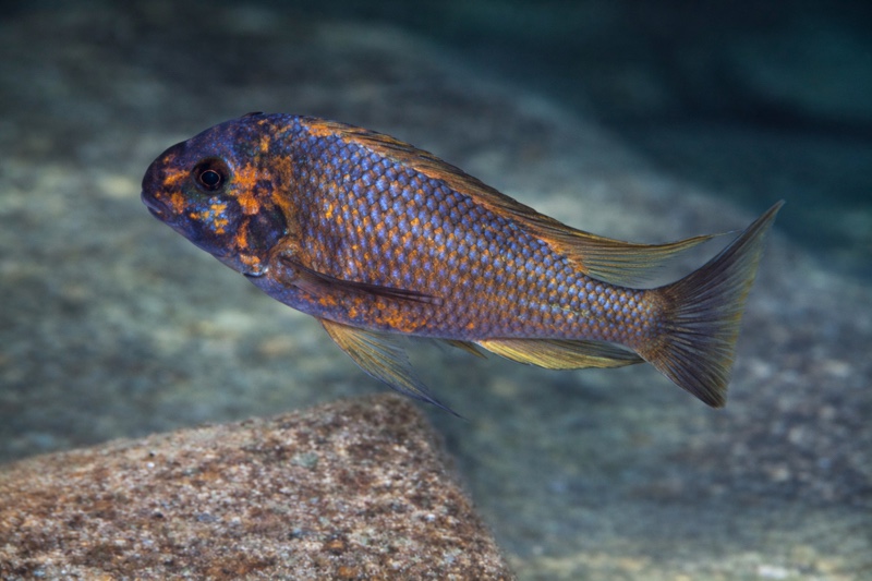 Petrochromis sp. 'kasumbe' Halembe